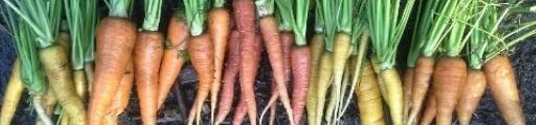 cropped-carrots13.jpg