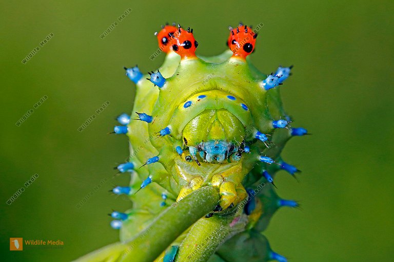 Image of Hyalophora cecropia