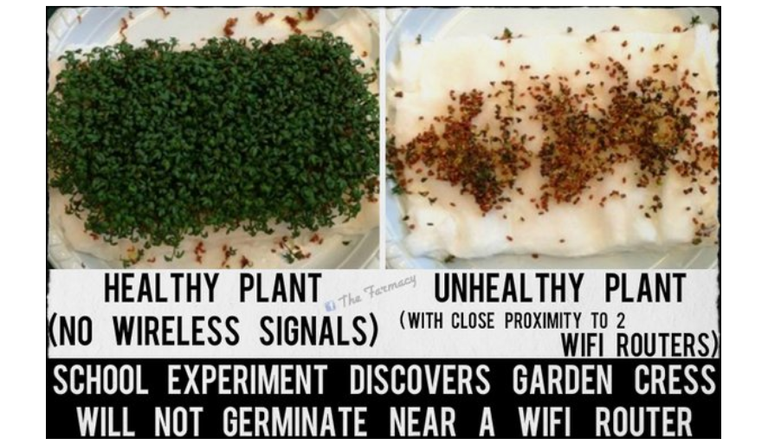 seed germination experiment