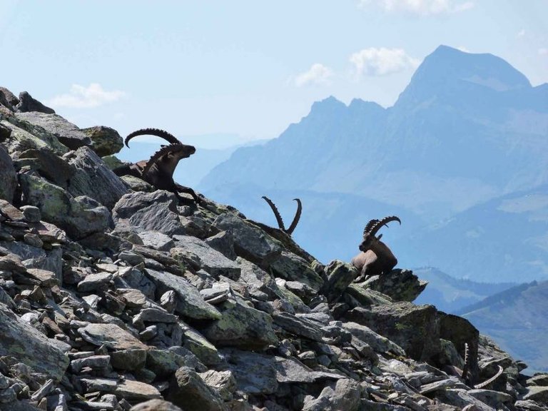 Alpine Ibex spotted at approximately 2200 m on a hike from the Bellevue plateau. 