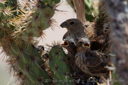 Mamma and Baby Birds