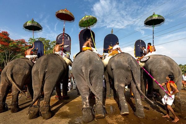 Elephants during a temple ceremony in Kerala, India