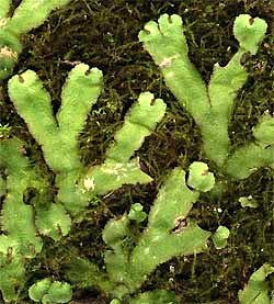 Image result for liverworts