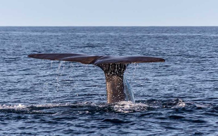 Cachalote - Physeter macrocephalus