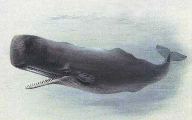 Cachalote - Physeter macrocephalus