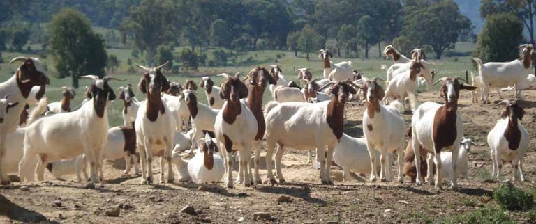 Image result wey dey for IMAGE OF GOAT FARM