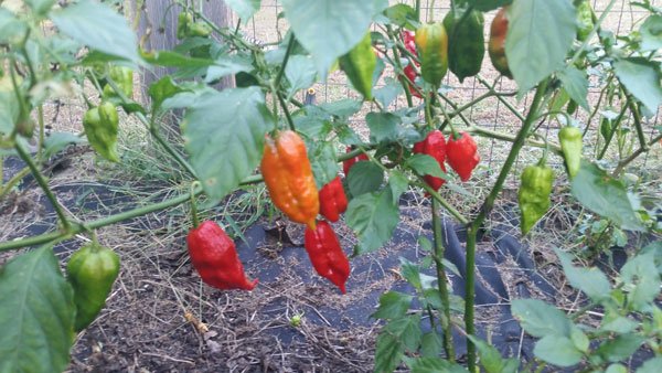 Ghost Pepper Plant 1