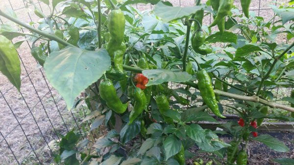 Ghost Pepper Plant 2