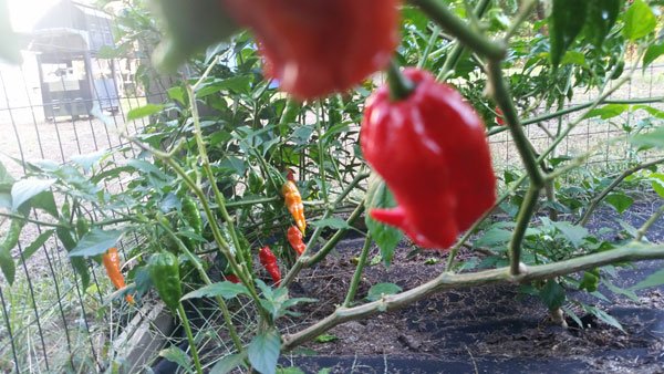 Ghost Pepper Plant 3