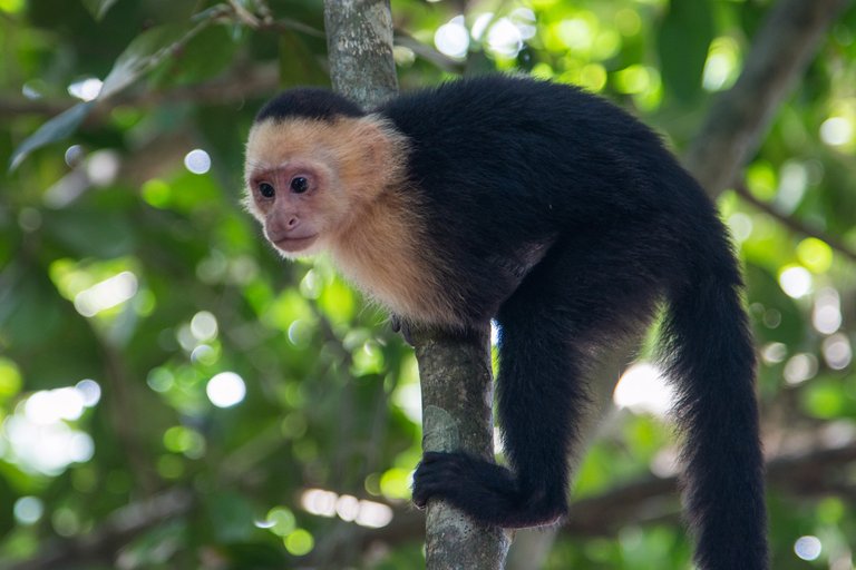 Capuchin Monkey