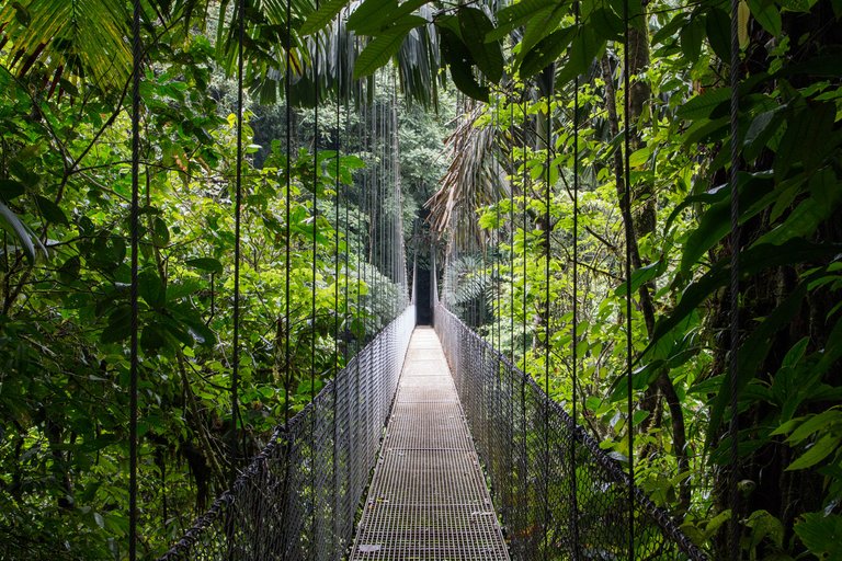 Suspension bridge