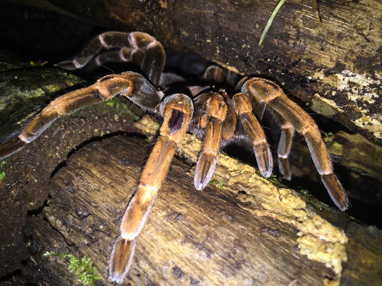 Tarantula on the night walk