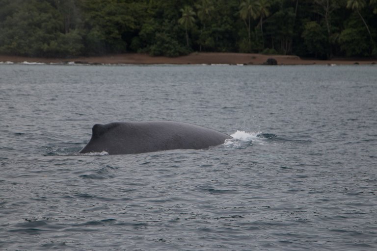 Humpback whale next to the boat