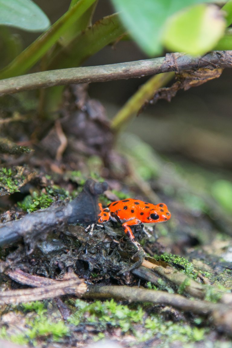 Red Frog