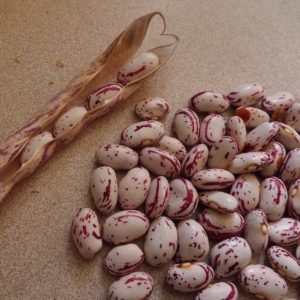 Cranberry (Borlotti) Beans