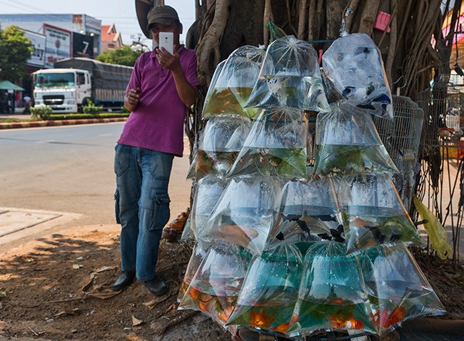 A cab driver takes a picture of me taking a picture of fish in a bag