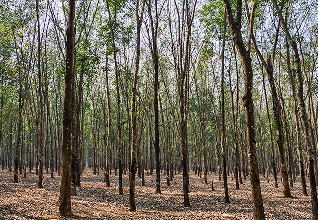 Rubber trees in the front