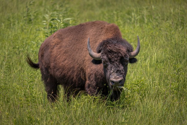 AmericanBisonX7.Jpg