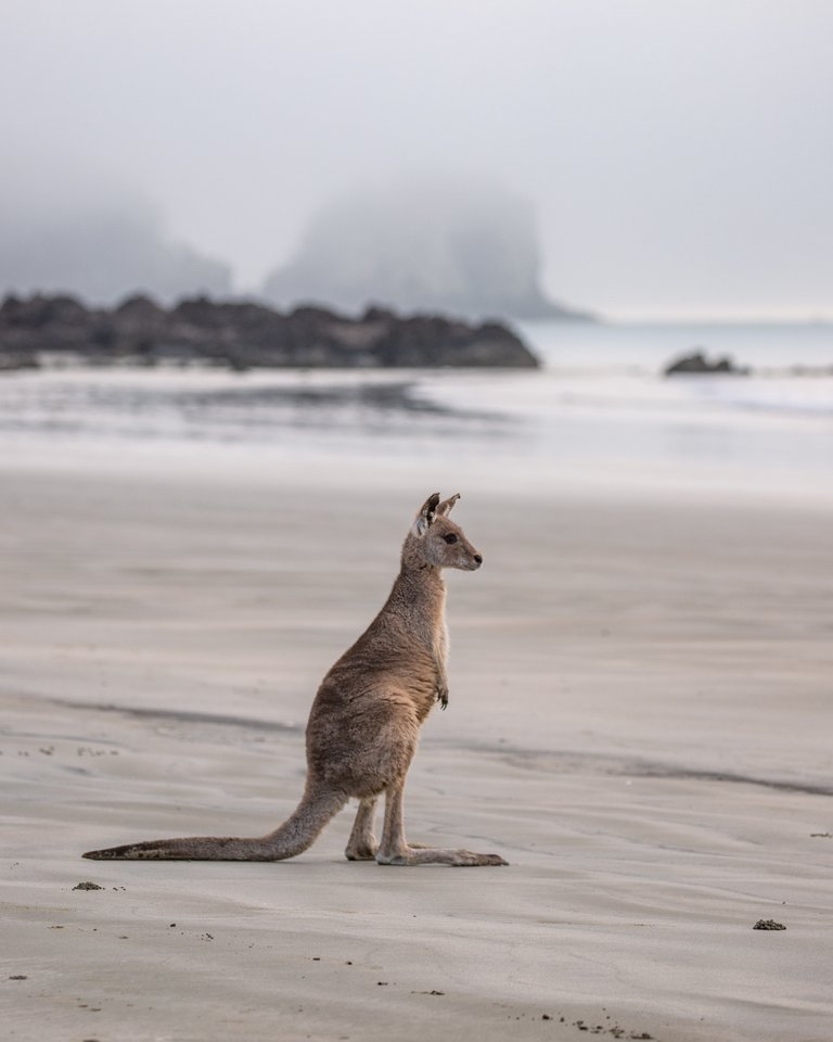 CapeHillsboroughBeachKangaroo.jpg