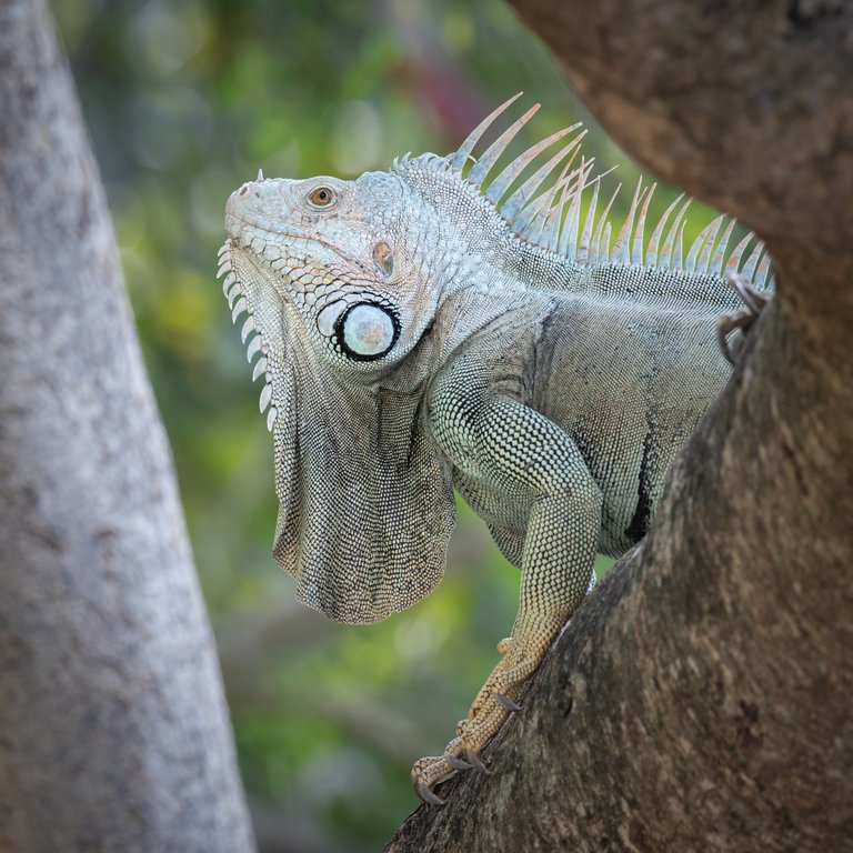 GreenIguanaFortdeFrance.jpg