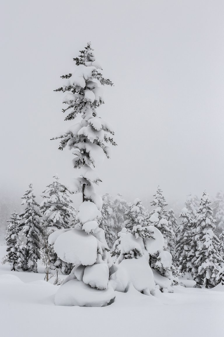 JapaneseForest.jpg