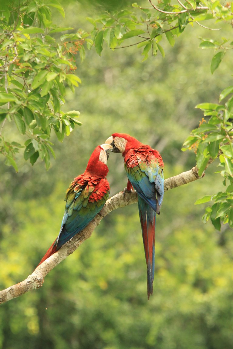 RedandgreenMacaws.jpg