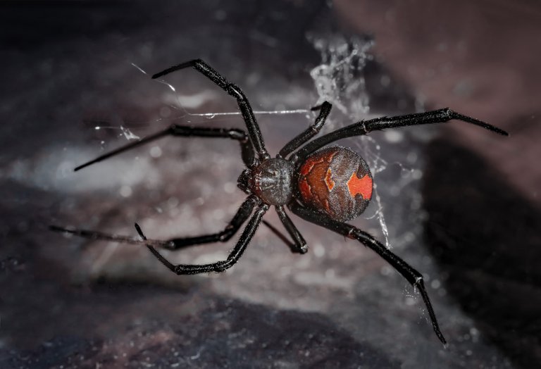 RedbackSpider3.jpg