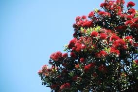 Pohutukawa Flowers at KiwiWise