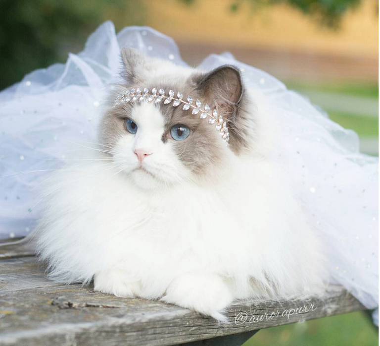 top 4 most beautiful cats — hive