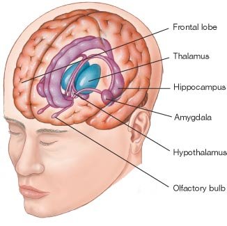 limbic system