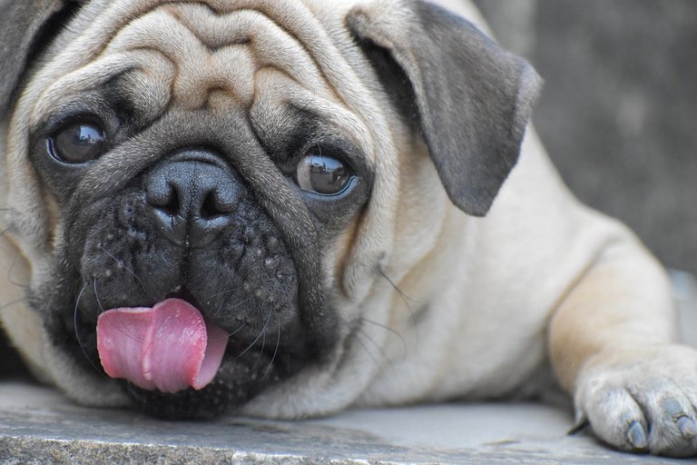 Fotos de pugs adoráveis, overdose de fofura