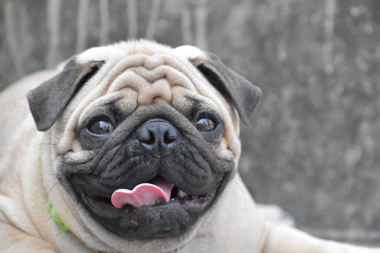 Fotos de pugs adoráveis, overdose de fofura