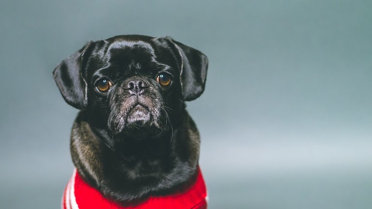 Fotos de pugs adoráveis, overdose de fofura