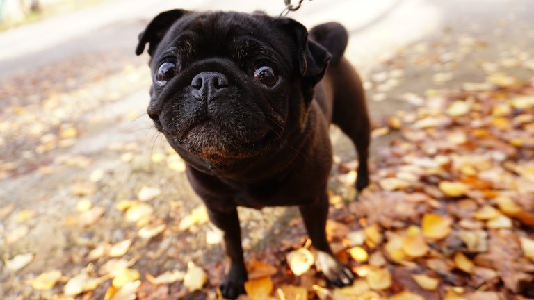 Fotos de pugs adoráveis, overdose de fofura