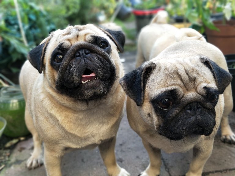 Fotos de pugs adoráveis, overdose de fofura