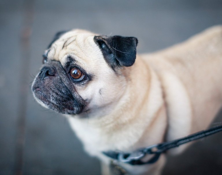 Fotos de pugs adoráveis, overdose de fofura