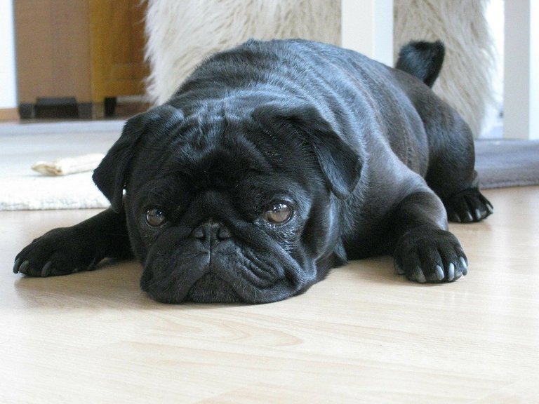 Fotos de pugs adoráveis, overdose de fofura