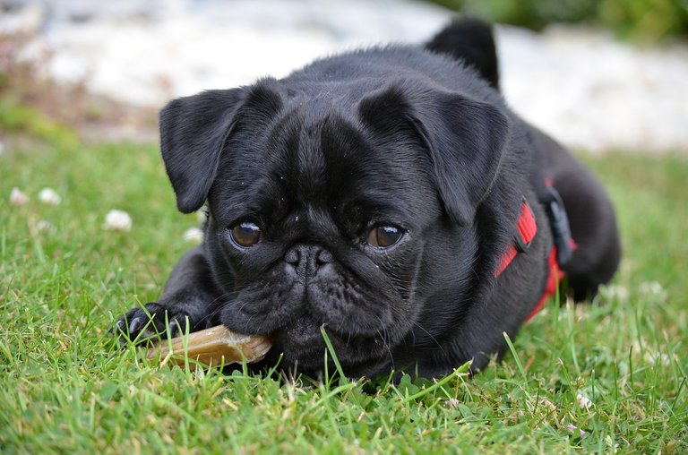 Fotos de pugs adoráveis, overdose de fofura