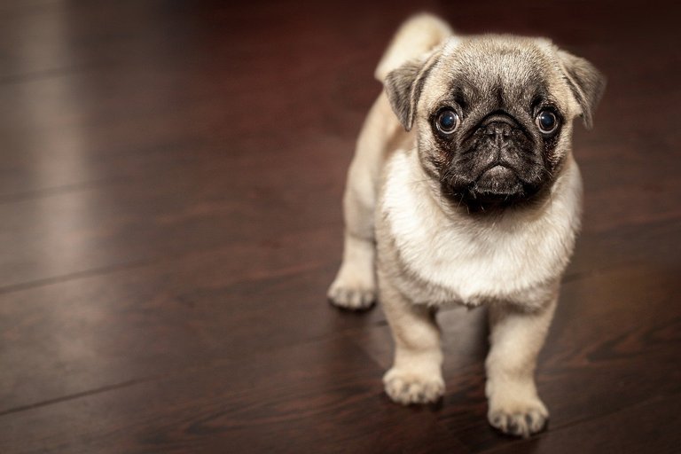 Fotos de pugs adoráveis, overdose de fofura