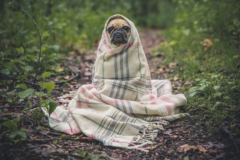 Fotos de pugs adoráveis, overdose de fofura