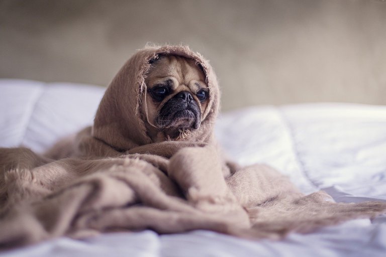 Fotos de pugs adoráveis, overdose de fofura