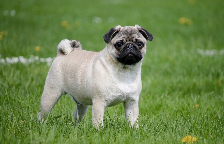 Fotos de pugs adoráveis, overdose de fofura