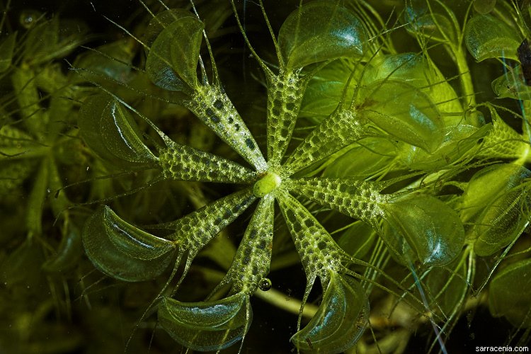 waterwheel plant