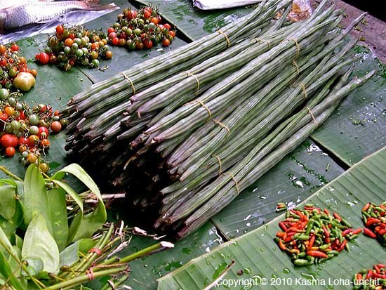 Moringa pods sticks - Thai food ingredient