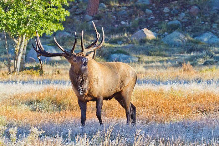 Image result for beautiful  Elk pictures hd