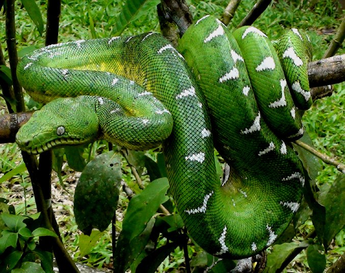 ![snake.jpg](https://ipfs.busy.org/ipfs/QmU3Dga8unDgcf91ySyKYVrG2R8PPAXLpQSWZm6ZtAVAhn)
