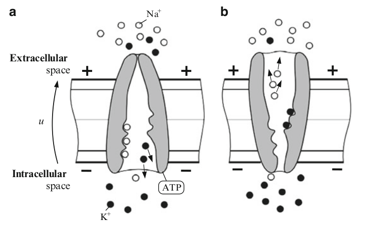 Active channel functions as a transporter, compared to passive channel this one is selective permeable (chooses which ions to flow in or out)