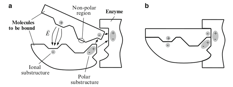 Enzyme accelerating the bonding process