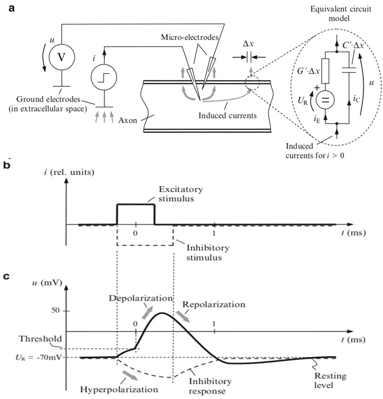 Illustration of stimulated axon cell