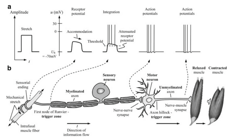 How the body stimulates the muscle